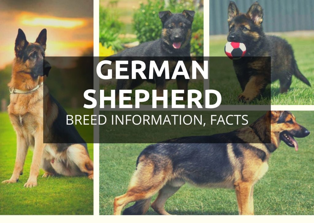 German Shepherd Dog Breed Information - Hidden Facts And Traits - Best