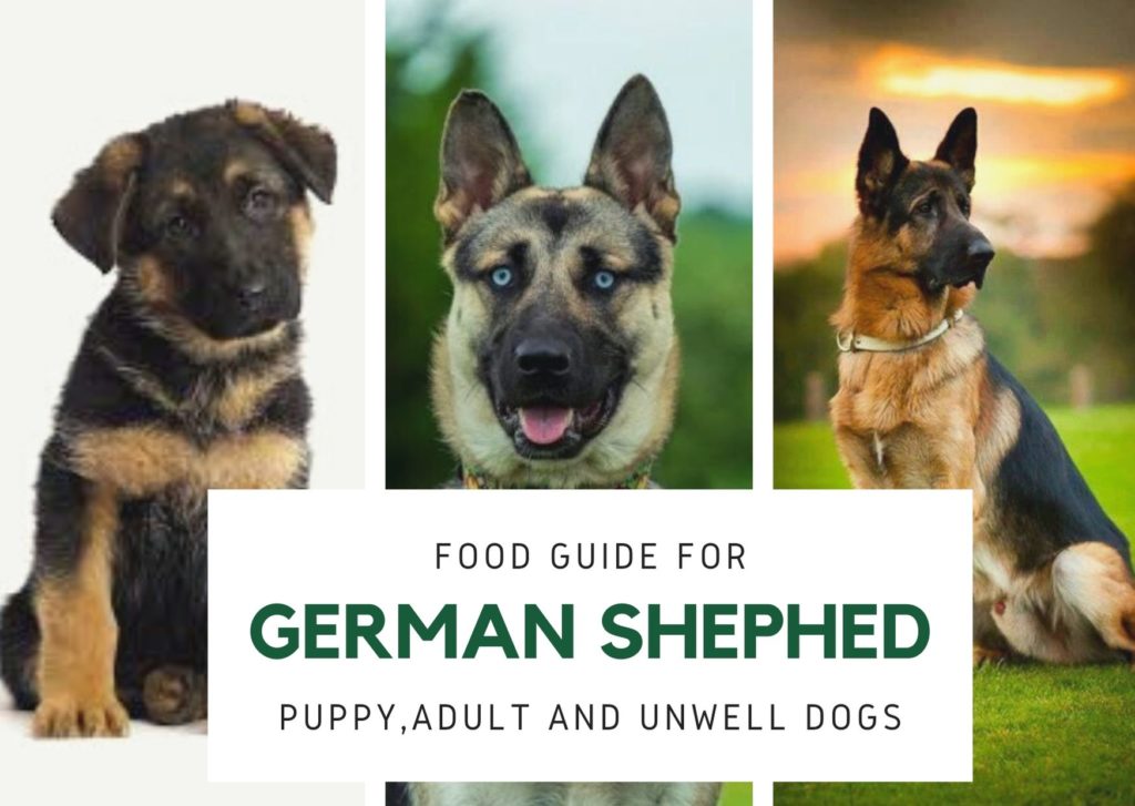 German shepherd food giude