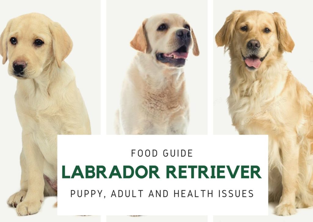 Labrador retriever health